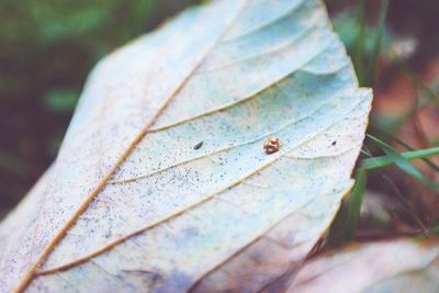 Close-up of insect on leaf