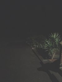 palm tree