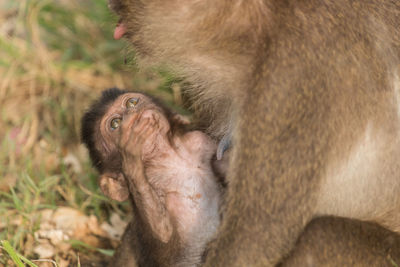 Close-up of long-tailed macaque with infant at zoo