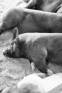 High angle view of dog sleeping