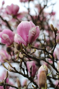 Close-up of pink flowers blooming on tree