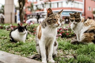 Cats sitting in a grass