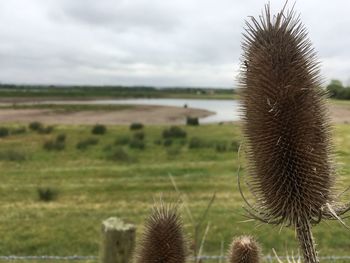 Close-up of cactus growing on field