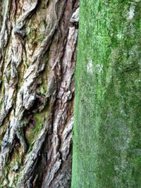 Full frame shot of tree trunk