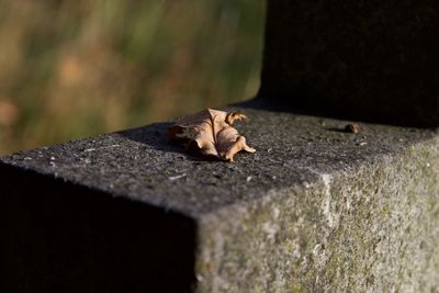 Dry leaf on concrete structure