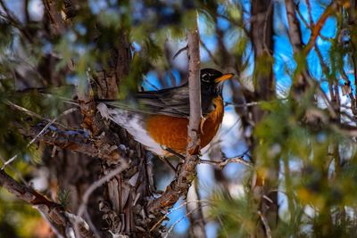 Bird perching on tree trunk in forest