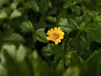 Close-up of yellow flowering plant