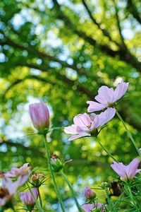 Low angle view of cosmos flowers in park