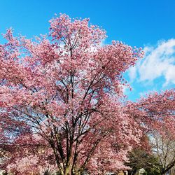 Low angle view of pink flower tree