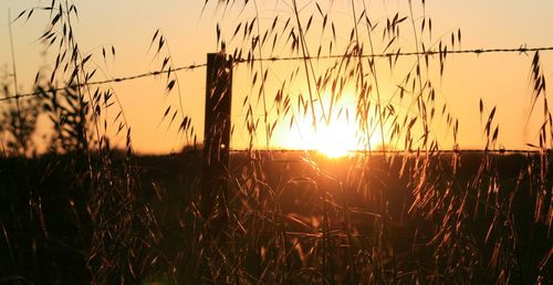 Plants growing on field at sunset