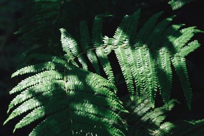 Close-up of fern leaves