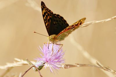 Close-up of butterfly pollinating on pink flower