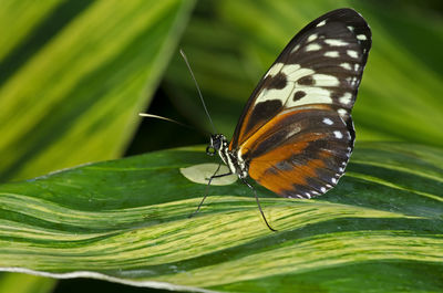 A tiger longwing butterfly heliconius hecale.