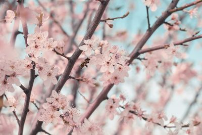 Close-up of tiny bee feeding from cherry blossoms in spring