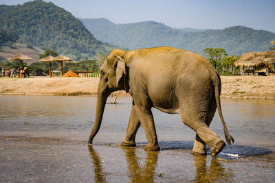 Elephant drinking water