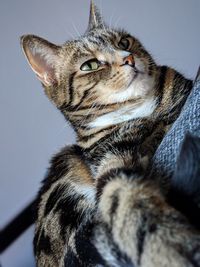 Close-up of tabby cat looking away
