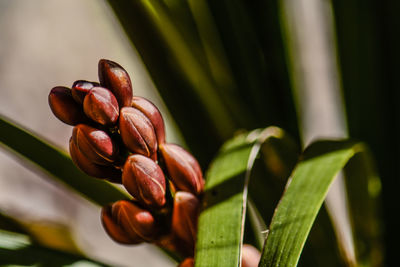 Close-up of plant growing outdoors