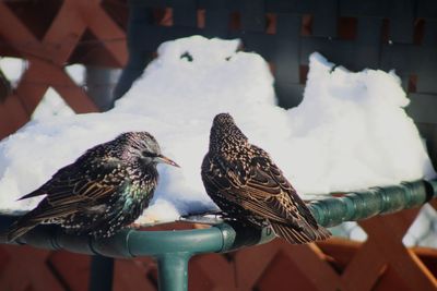 Close-up of birds perching