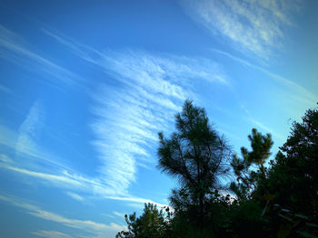 Low angle view of tree against blue sky