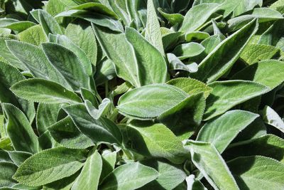 Full frame shot of green leaves