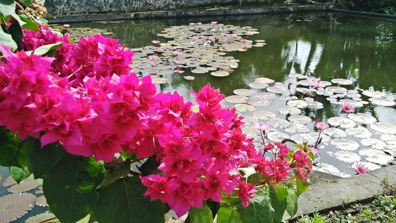 PINK WATER LILIES IN LAKE