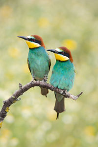 Close-up of bird perching on branch