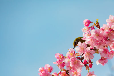 Close-up of pink cherry blossoms against clear sky