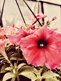 Close-up of pink flowers blooming outdoors