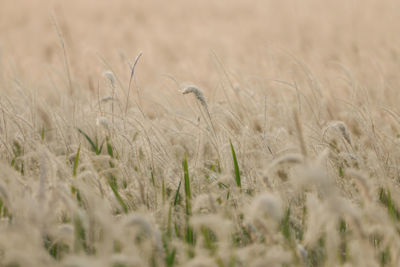 Close-up of stalks in field