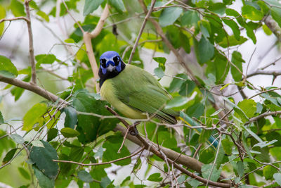 Close-up of a bird perching on branch