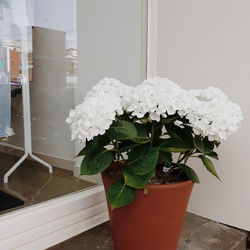 Close-up of potted plant