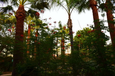 Trees growing in forest against sky