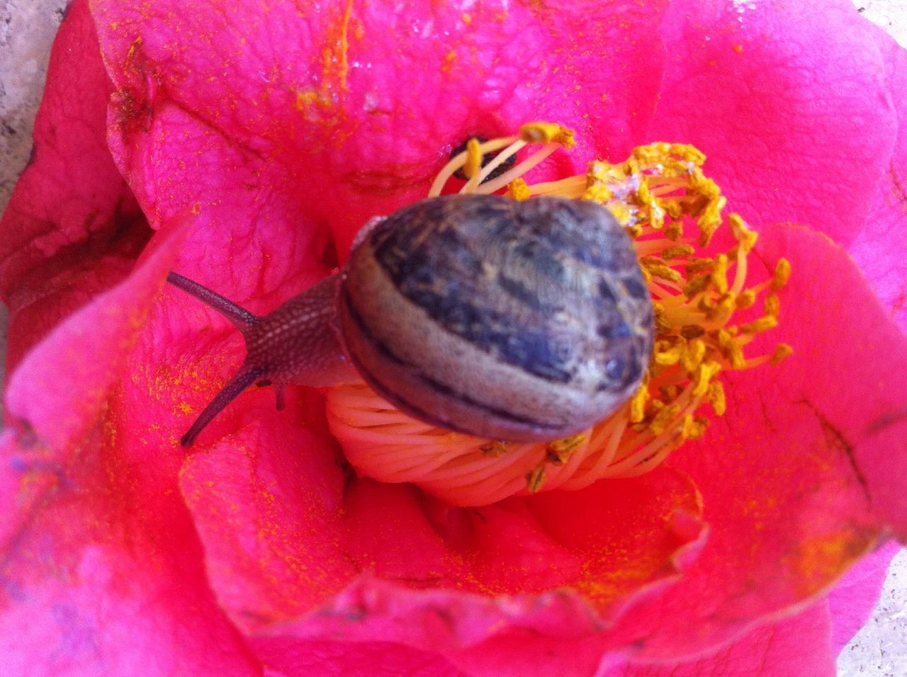 flower, freshness, petal, flower head, close-up, fragility, beauty in nature, pink color, nature, single flower, one animal, high angle view, animal themes, growth, pollen, natural pattern, no people, blooming, wildlife, insect