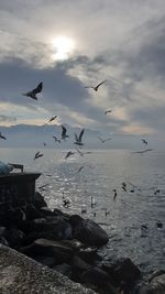 Seagulls flying over sea