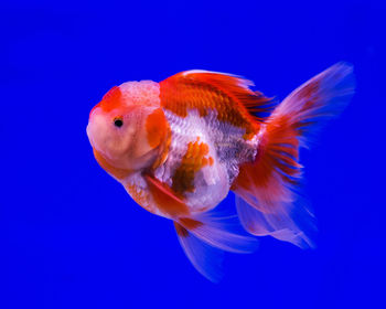 Close-up of fish swimming in sea