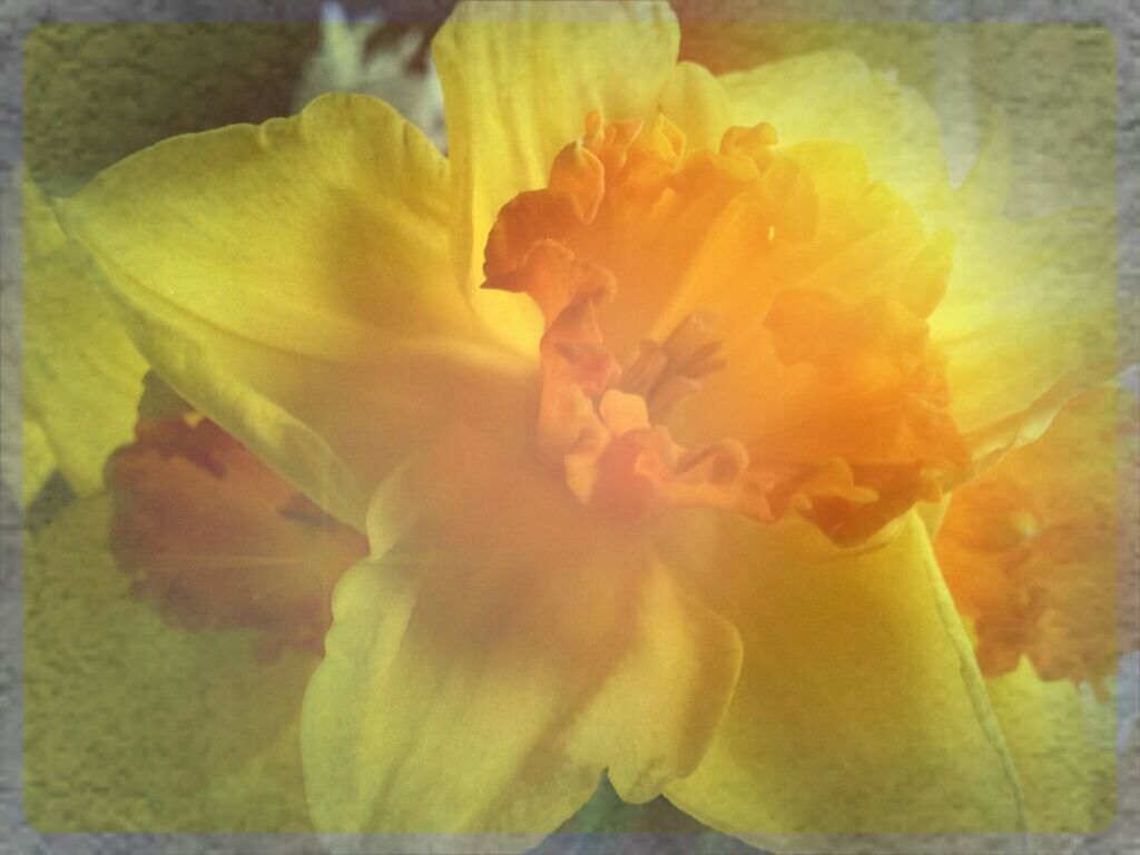 flower, petal, flower head, freshness, fragility, beauty in nature, single flower, growth, close-up, yellow, blooming, nature, plant, in bloom, pollen, stamen, focus on foreground, blossom, auto post production filter, no people