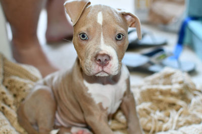 Close-up portrait of puppy