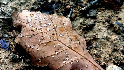 Close-up of wet autumn leaves on field