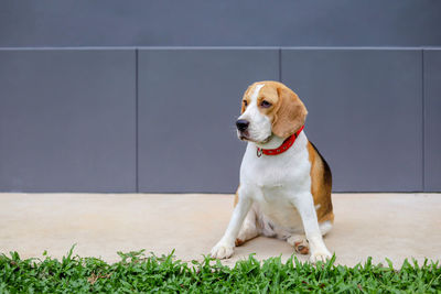 Dog looking away while sitting on wall