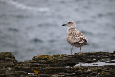 Seagull perching on rock against sea