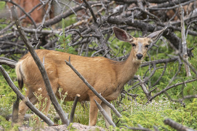 Mule deer in a mountain forest in rocky mountain national park in colorado