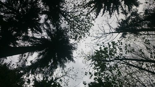 Low angle view of trees against sky