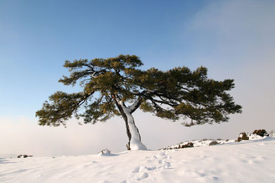 Trees on snow covered field against sky