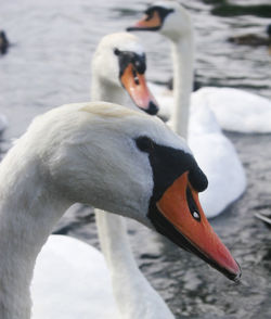 Close-up of swan swimming on lake