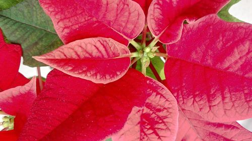 Close-up of pink flowers