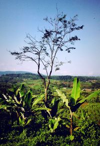 Plants growing on field against clear sky