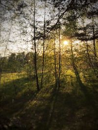 Sun shining through trees