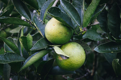 Close-up of fruits growing on tree