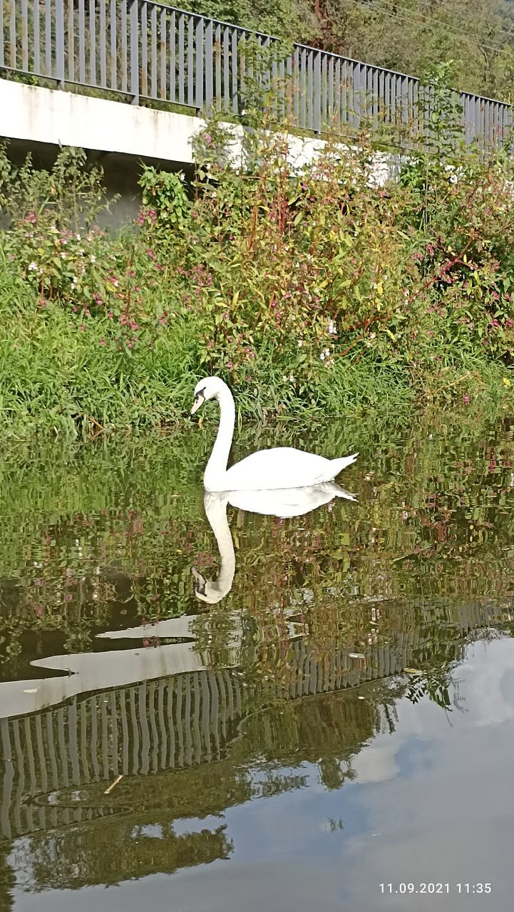 SWAN IN LAKE