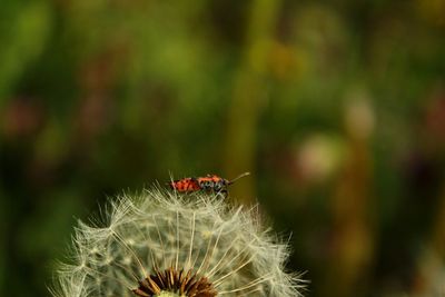 Close-up of ladybug on flower